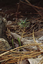 Seedling emerging from forest floor, Maine