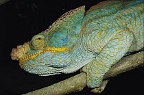Parson's Chameleon (Calumma parsonii) on branch, Montagne D'ambre National Park, Madagascar