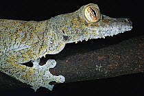 Common Flat-tail Gecko (Uroplatus fimbriatus) clinging to branch, Nosy Mangabe Reserve, Madagascar