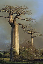 Grandidier's Baobab (Adansonia grandidieri) trees against smoke-filled sky, near Morondava, Madagascar