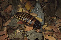 Giant Madagascar Hissing Cockroach (Gromphadorhina portentosa) on ground among leaf litter, Berenty Reserve, Madagascar
