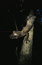 Common Flat-tail Gecko (Uroplatus fimbriatus) camouflaged against tree at night, Madagascar