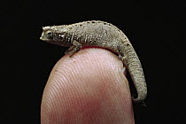 Nosy Be Pygmy Leaf Chameleon (Brookesia minima) world's smallest chameleon on a person's fingertip, Madagascar