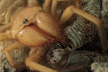 Wind Scorpion (Eremorhax joshui) adult female feeding on a lizard it has killed, Mojave Desert, California