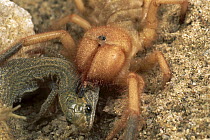 Wind Scorpion (Eremorhax joshui) adult female feeding on a lizard it has killed, Mojave Desert, California