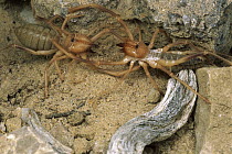 Wind Scorpion (Eremorhax joshui) female on left approaches a male, Mojave Desert, California