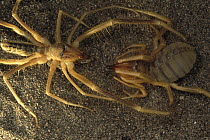 Wind Scorpion (Galeodidae) male at top approaches a female and strokes her with its pedipalps before mating, desert, Iran