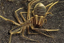 Wind Scorpion (Galeodidae) male at left lunges at a female tearing her body and damaging her legs before mating, desert, Iran