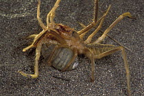 Wind Scorpion (Galeodidae) male at left grabs and twists female prior to mating, desert, Iran