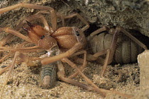 Wind Scorpion (Eremocosta titania) female at right devours the head of her failed suitor, Mojave Desert, California