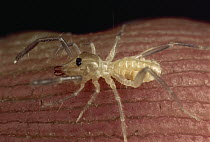 Wind Scorpion (Galeodidae) close-up of a baby, Iran