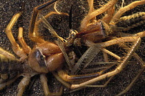Wind Scorpion (Galeodidae) two adults sharing food, Iran