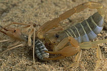 Wind Scorpion (Chanbria sp) is killed by a sting from a Sand Scorpion (Paruroctonus sp), Algodones Dunes, southern California