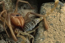 Wind Scorpion (Chanbria sp) feeds on a Sand Scorpion (Paruroctonus sp), Algodones Dunes, southern California