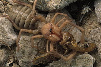 Wind Scorpion (Chanbria sp) feeds on a Sand Scorpion (Paruroctonus sp), Algodones Dunes, southern California