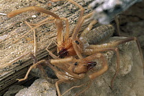 Wind Scorpion (Chanbria sp) two males fighting, southern California