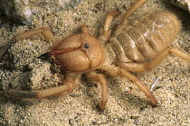 Wind Scorpion (Chanbria sp) digging a burrow in the sand, southern California