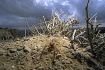Wind Scorpion (Galeodidae) adult in the desert, Israel