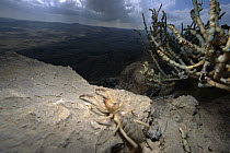 Wind Scorpion (Galeodidae) adult at the edge of Ramon Crater, Arava Rift Valley, Israel