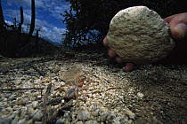 Wind Scorpion (Eremobates constricta) adult found hiding under a rock in the desert, Baja California, Mexico