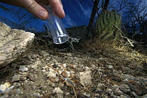Wind Scorpion (Eremobates constricta) being caught in a glass vial by researchers in the desert, Baja California, Mexico