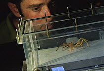 Wind Scorpion (Galeodidae) runs on a treadmill under the watchful eye of biologist Kellar Autumn, Lewis and Clark College, Portland, Oregon