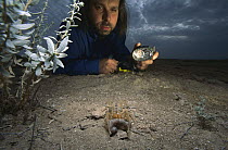 Wind Scorpion (Galeodidae) eats a Gecko it has killed while a researcher with a flashlight looks on, Iran