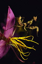 Flower Mantis (Creobroter sp) juvenile camouflaged on flower stamens, Myanmar (formerly Burma), Southeast Asia