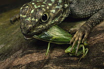 Mantid (Miomantis sp) being eaten by a lizard, Gabon