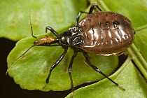Insect nymph on leaf, Tiputini, Ecuador