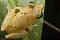 Rain Frog (Eleutherodactylus sp) portrait on leaf