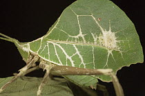 Katydid (Typophyllum sp) close up on branch