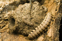 Millipede beside chamber for shedding skin