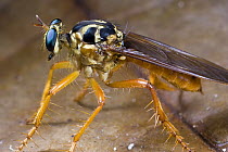 Robber Fly (Asilidae) close up, side view portrait, Panama