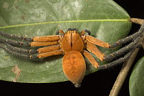Wolf Spider (Lycosidae) close up portrait, Tiputini, Ecuador