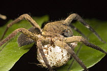 Wolf Spider (Lycosidae) close up portrait with egg sac, Tiputini, Ecuador