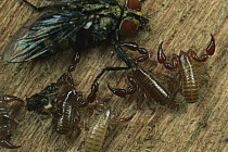 Social False Scorpion (Atemnidae) group attacking a fly