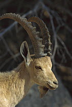 Nubian Ibex (Capra nubiana) portrait, Israel