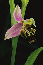 Bee Orchid (Ophrys apifera) this orchid mimics female bee so that the male attempts to mate, Northern Jordan