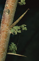 Grass Moth (Pyralidae) caterpillar forms a pillar that mimics the thorn of the Acacia tree, Hazeva, Israel