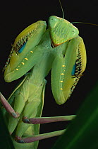 African Praying Mantis (Sphodromantis lineola) female, Africa
