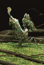 Ecuadorian Mantid (Pseudocanthops sp) matches the color of the lichen from which it hangs