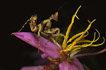 Flower Mantis (Creobroter sp) nymph blending in with plant stamens, Myanmar
