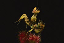 Flower Mantis (Creobroter sp) nymph on plant, Myanmar