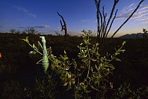 Arizona Mantis (Stagmomantis limbata) on a creosote plant in Sonoran Desert near Tuscon, Arizona