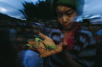Chinese Mantis (Tenodera aridifolia) held by boy, northern Myanmar