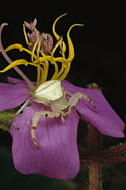 Flower Mantis (Creobroter sp) and a Crab Spider (Thomisidae) awaiting prey on flower, Myanmar (formerly Burma)