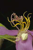 Flower Mantis (Creobroter sp) and a Crab Spider (Thomisidae) awaiting prey on flower, Myanmar