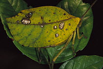 Katydid (Cycloptera sp) close up, Surinam