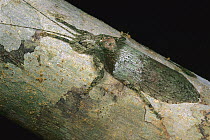 Katydid (Cymatomera sp)close up on tree, Cameroon